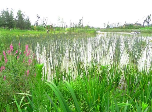 游客对洋湖湿地公园植物景观的偏好研究